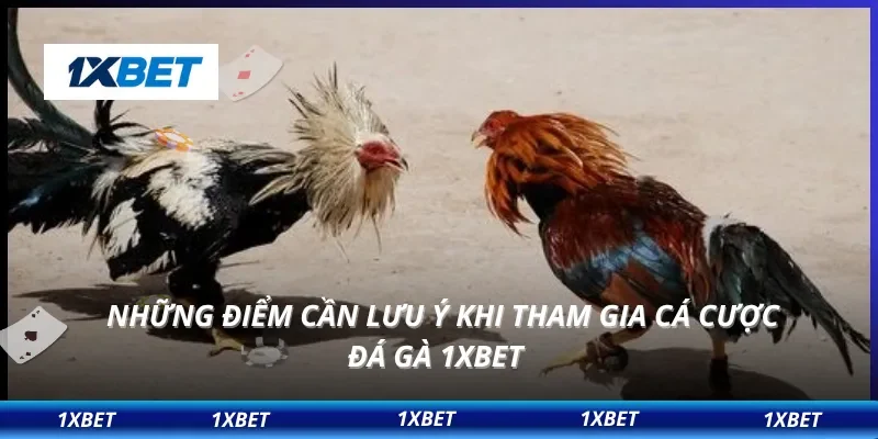 Những điểm cần lưu ý khi tham gia cá cược đá gà 1XBET